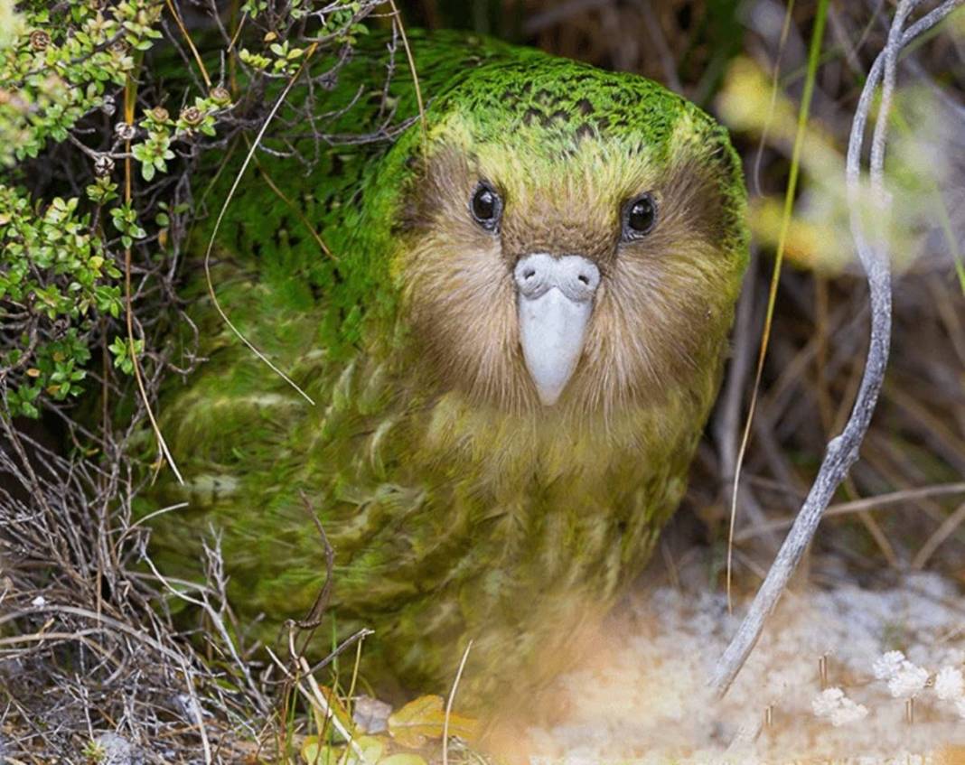 40 yıl sonra sevindiren haber geldi: Bu kez aynı hatayı yapmayalım! Dolu dizgin geri dönüyorlar... 4